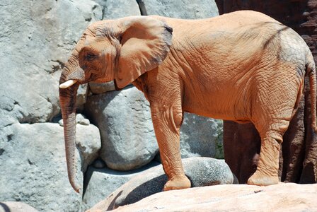 Pachyderm animal world nature