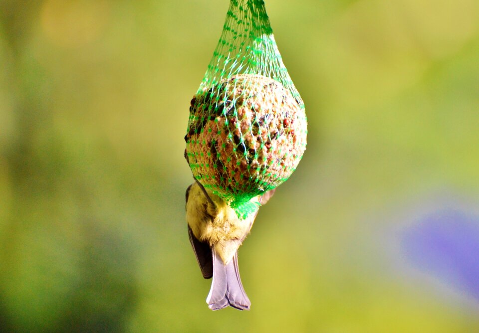 Feather fat balls plumage