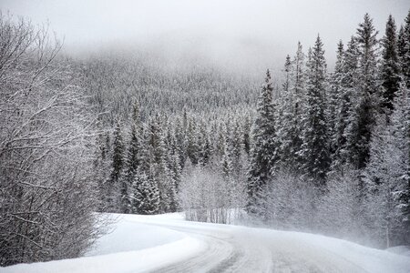 Snow covered evergreen winter photo