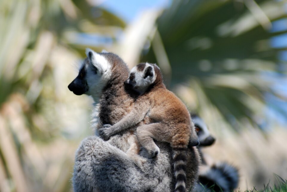 Lemur nature animals