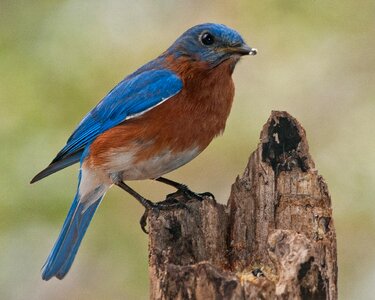 Bluebird nature perch