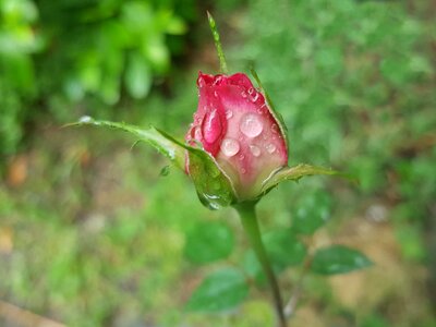 Rose pink trickle photo