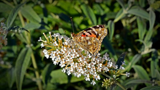 Animal nature blossom photo