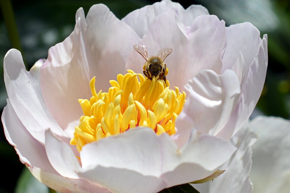 Bloom peony flower