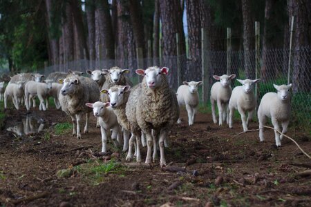 Flock animal meadow photo