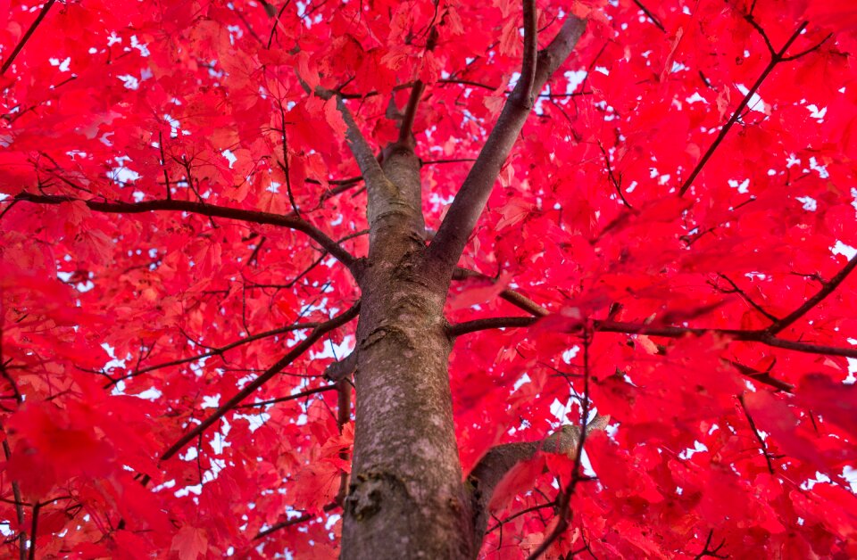 Autumn foliage trunk