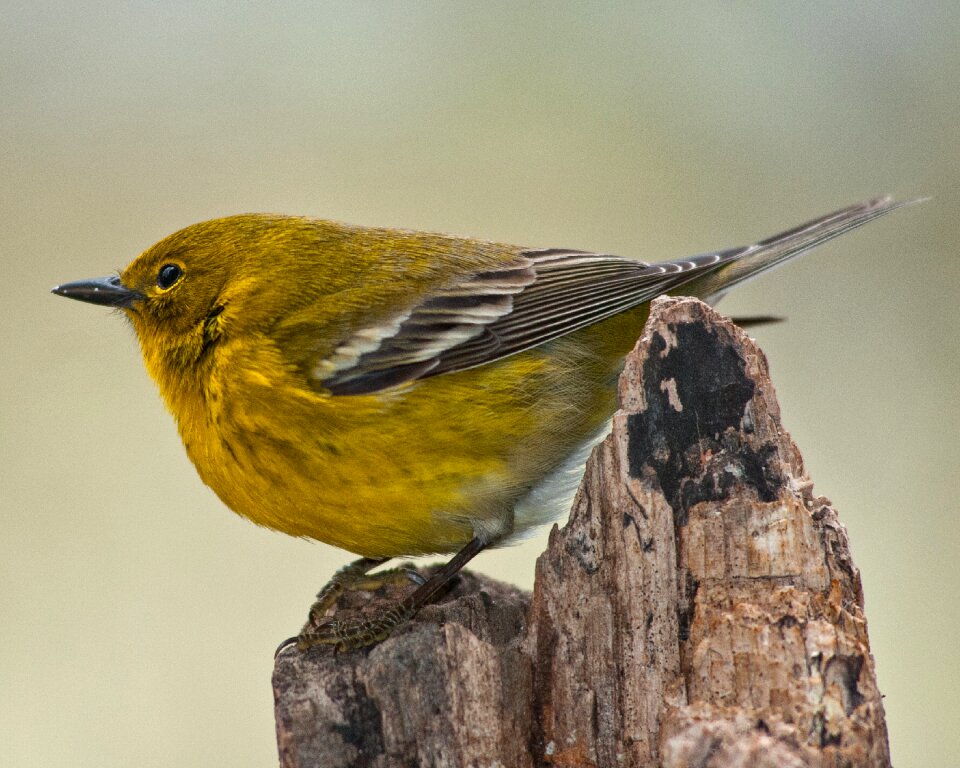 Wildlife nature songbird