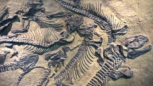 Fossils castle lichtenberg