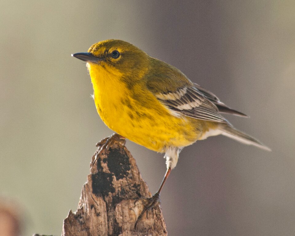 Nature songbird yellow photo