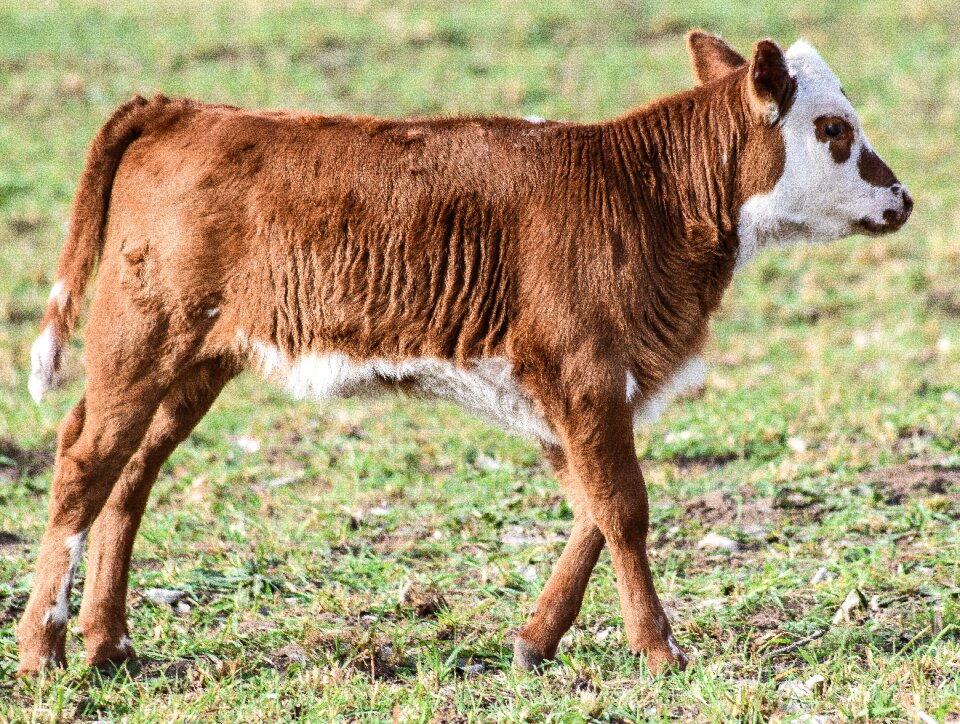 Bullock animal husbandry animal