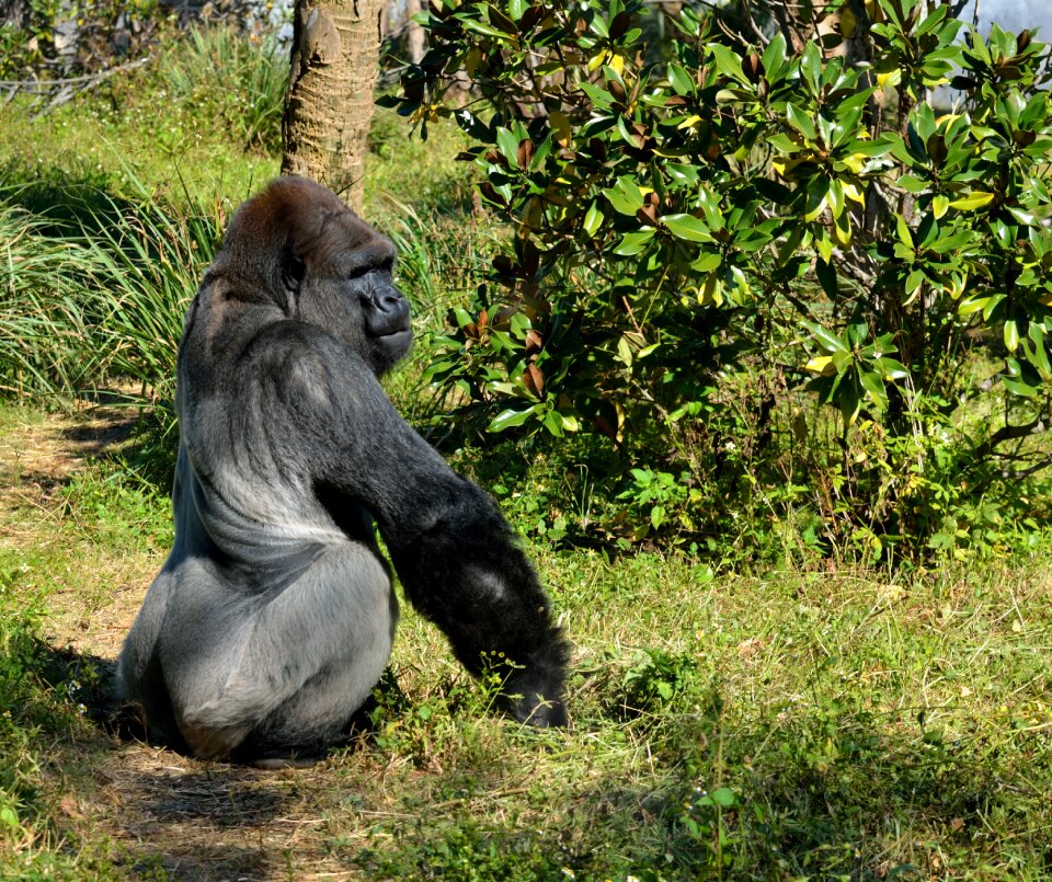 Primate wildlife mammal