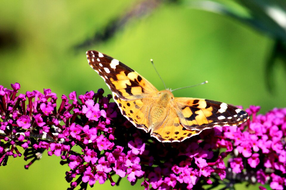 Purple diurnal insect photo