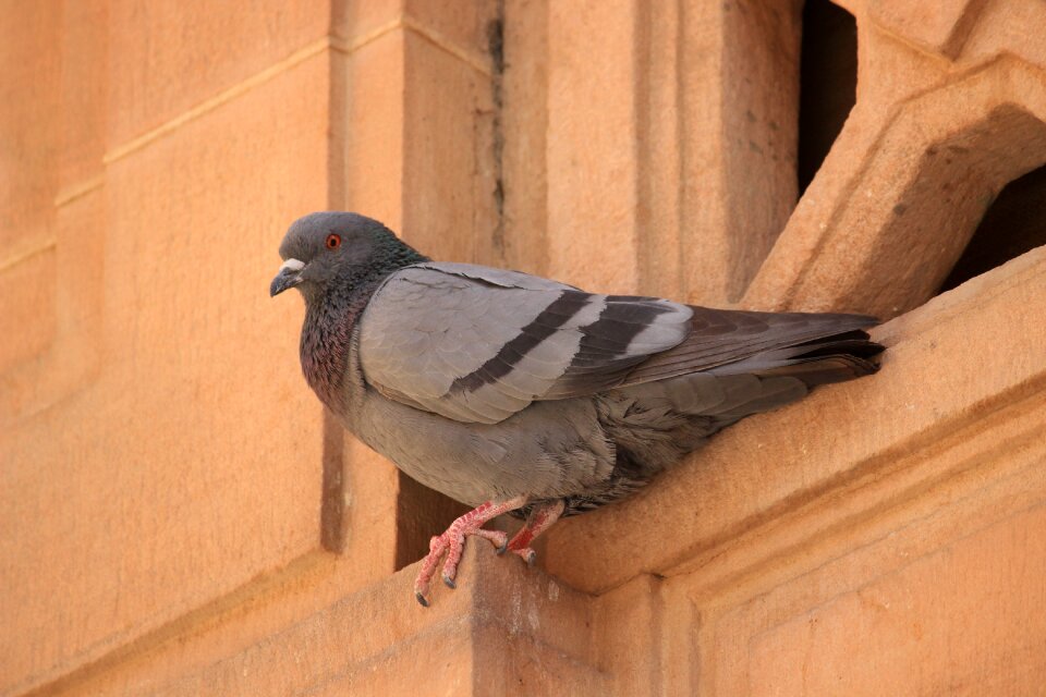 Pigeon nature orange birds