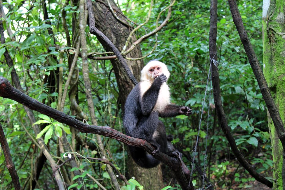 Animal mammal jungle