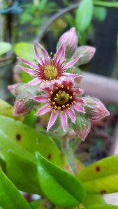 Pink flower stone crop flower photo