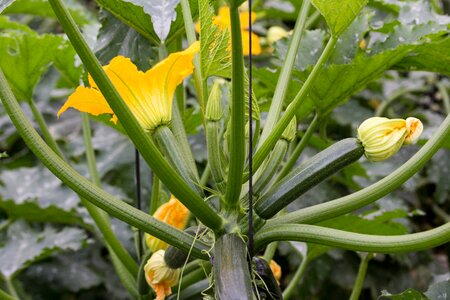 Courgette courgettes flower