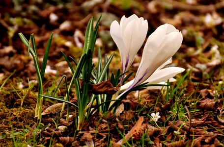 Blossom bloom spring
