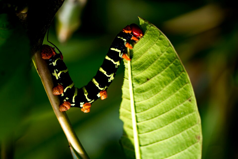 Nature caterpillar voracious