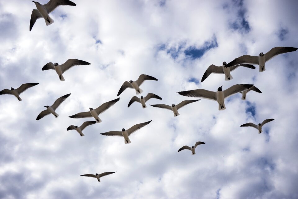 Fly nature wing