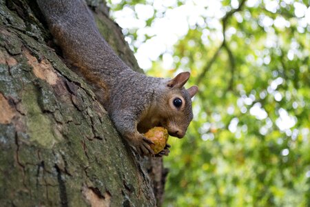 Nature park animals