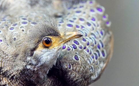 Bird black stuffed