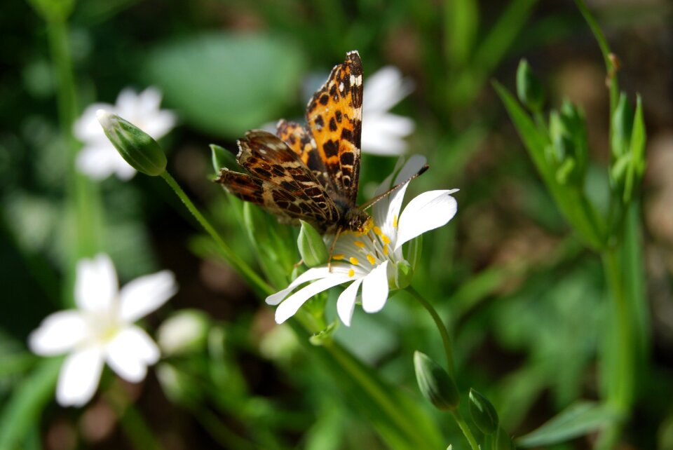 Bug spring summer