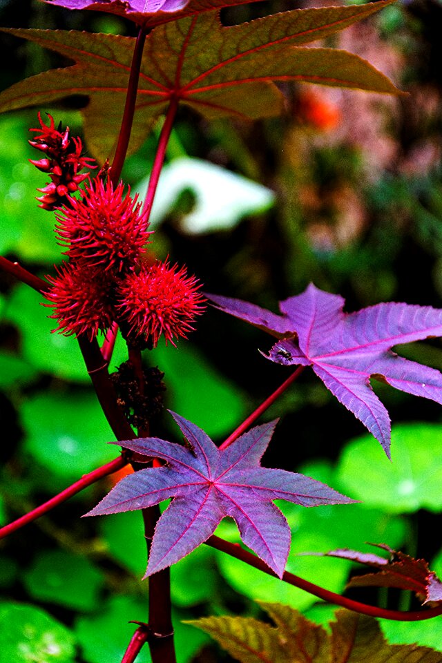 Autumn leaves joy
