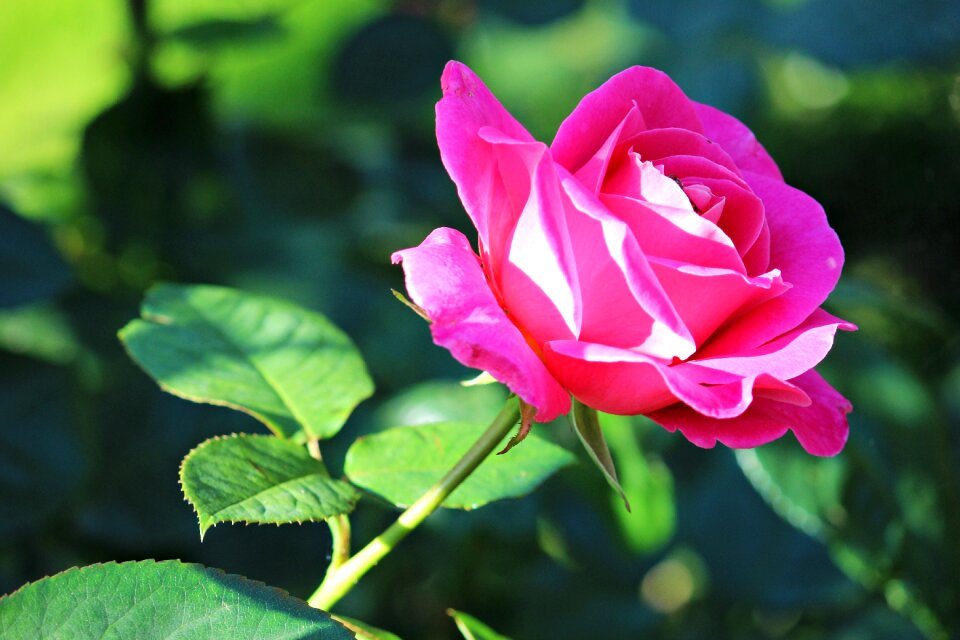 Bloom rose bloom rose blooms