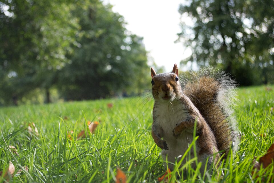 Nature park animals