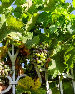 Harvest vinodelchesiky wine