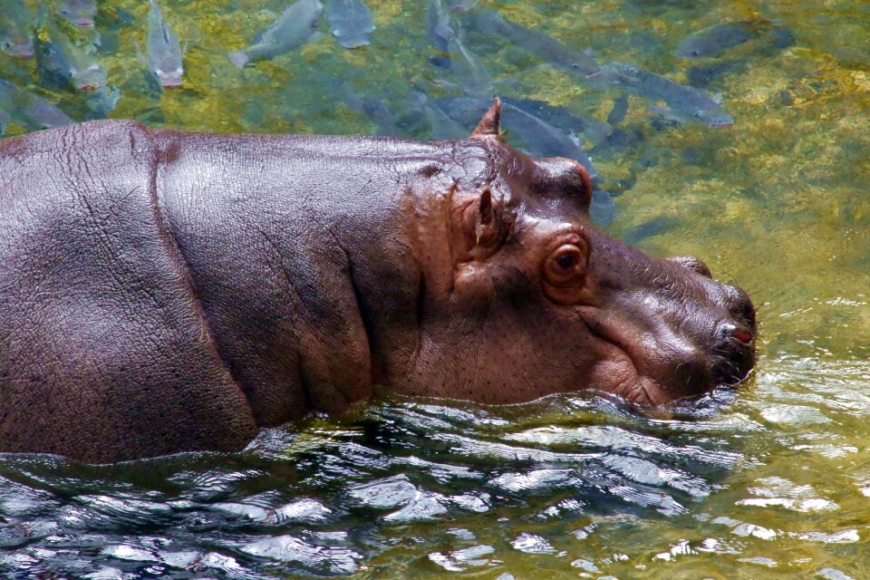 African water water world
