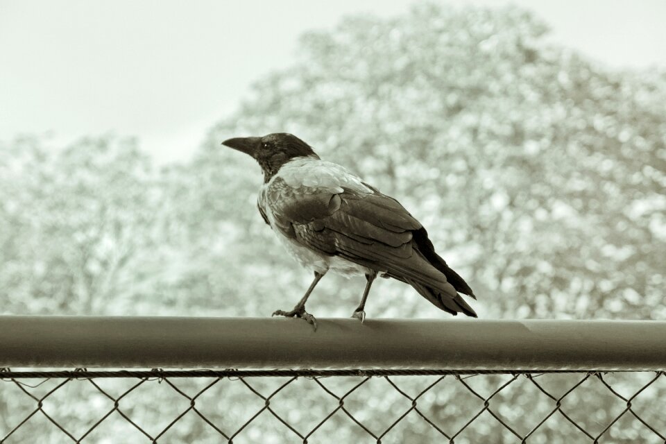 Animal black nature