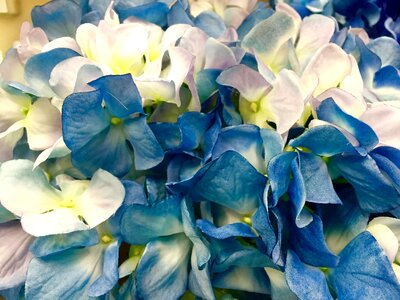 Flower bloom blossom