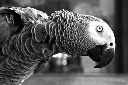 Pet beak feather photo