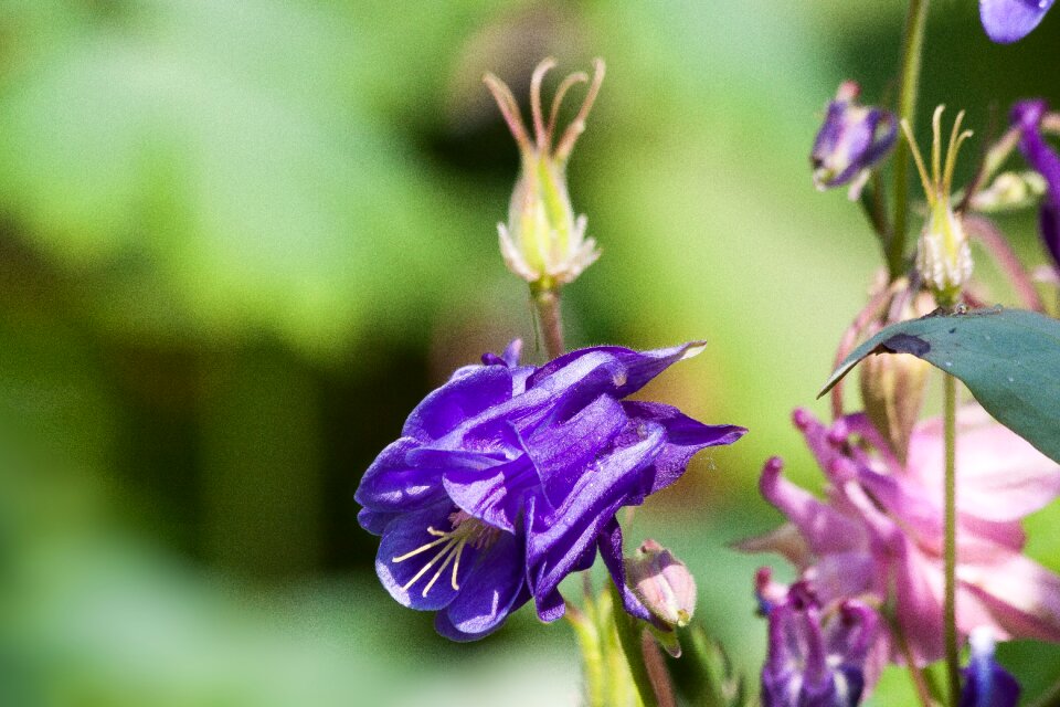 Bloom plant violet