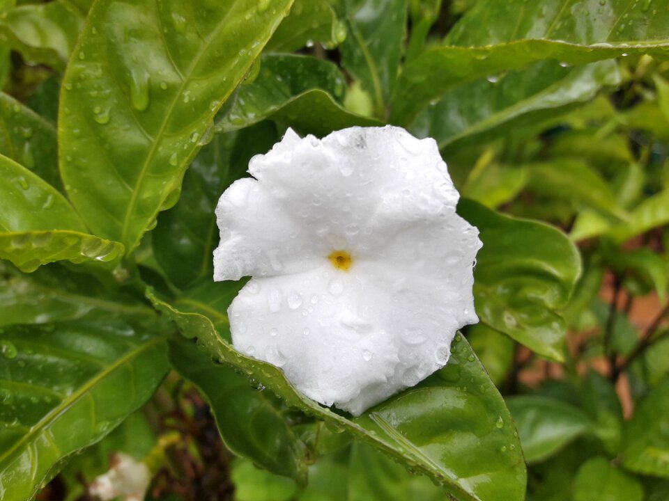 Plant nature bloom