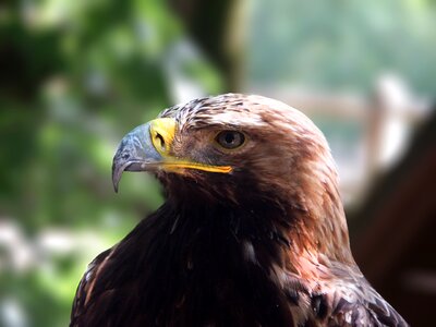 Eyes beak nature