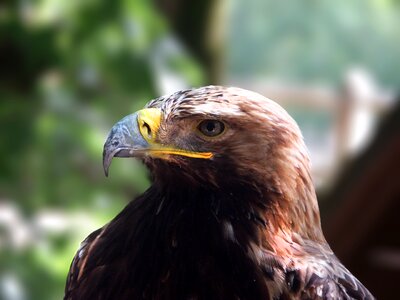 Eyes beak nature photo