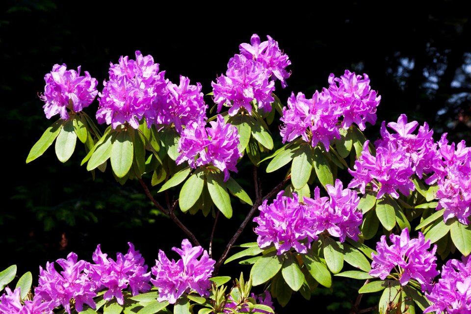 Inflorescences genus heather green