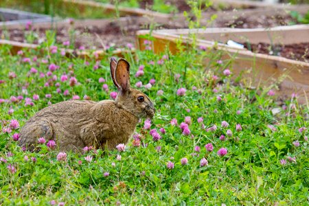 Grass spring bunny