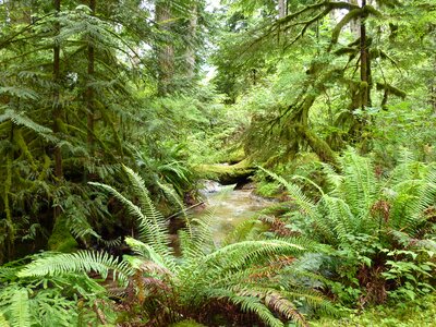 Nature jungle green photo