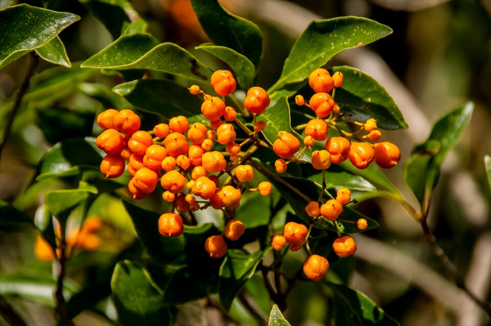Auranticarpa rhombifolium diamond-leaf pittosporum native