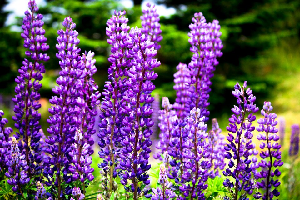 Floral summer lilac summer