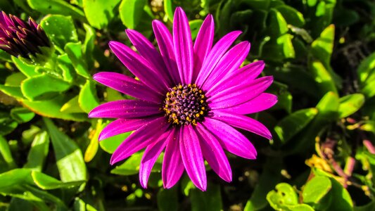 Flower purple nature
