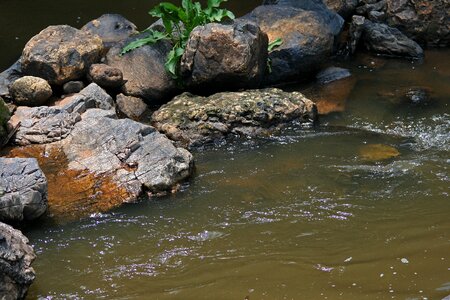 Brook spring flowing photo