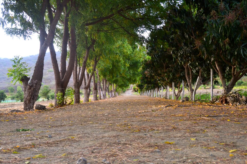 Outdoors path green