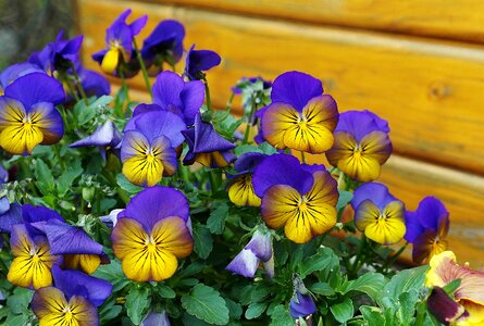 Flower flora colorful color happy blue