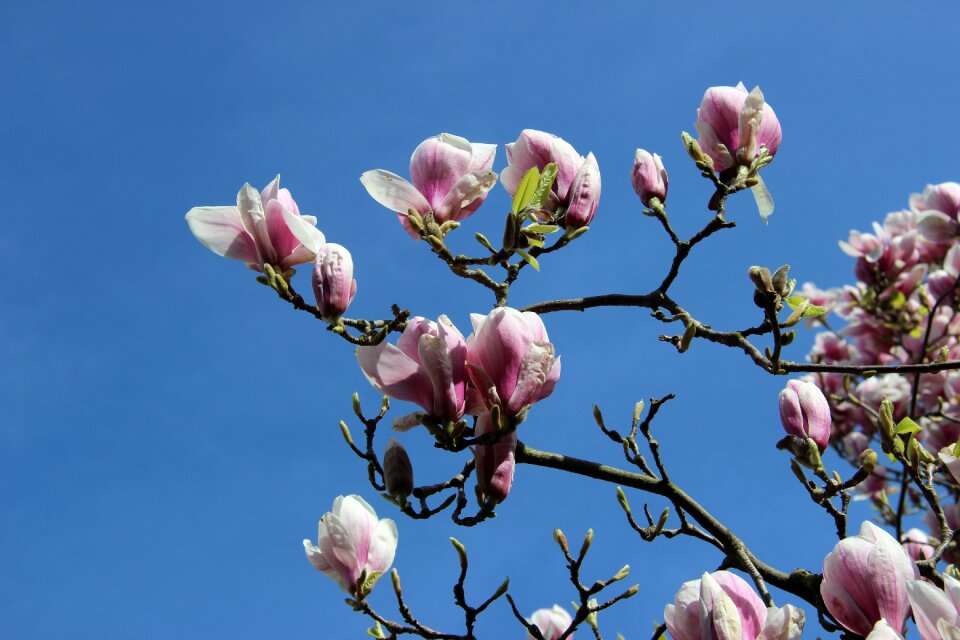 Branch spring harbinger of spring
