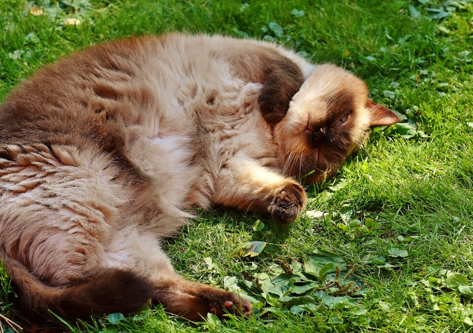 Fur brown beige