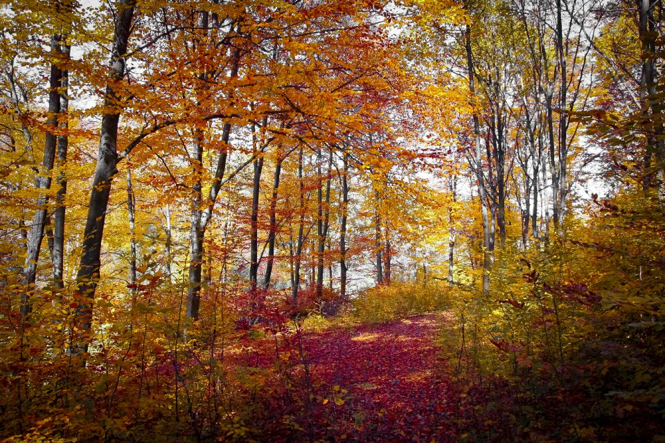 Colours nature season photo